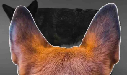 "Tilki Görünümlü Köpek Keşfi Bilim Dünyasını Şaşırttı!"