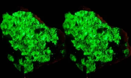 "Kanser Tedavisinde Hayati Rol Oynayan Madde: Endişe Verici Azalma!"