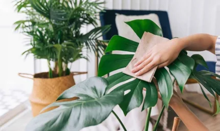 "NASA'nın Keşfi: Çevrenizi Temizleyen 4 Etkili Bitki"