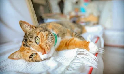 "Arkeologlar, Kedilerin Evcil Hayvan Olarak Seçilme Nedenini Çözdü"