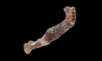 Denizaltında Bulunan Gizemli Çene Kemiği İnsan Tarihini Değiştirebilir