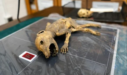 Mumyalanmış Yaratık Üniversitede El Gibi Ellere Sahip Çıktı