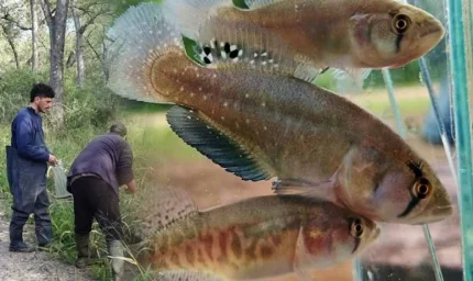 Kuraklıkla Başa Çıkabilen Yeni Balık Türü Keşfedildi