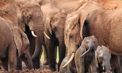Fillerin Hayatta Kalma Sırrı Kulaklarının Gizemli Gücü