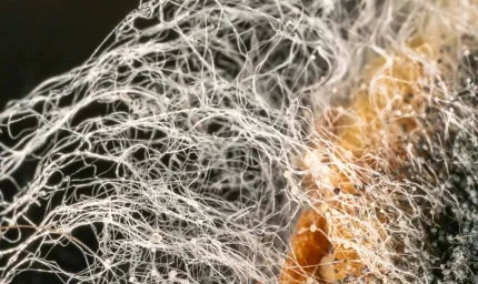 Geleceğin Yöneticileri 2100e Kadar Dünyayı Fethedecekler