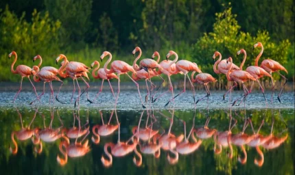 Girdap Oluşturan Kuşların Sırrı Çözüldü L Gagaların Gizemi