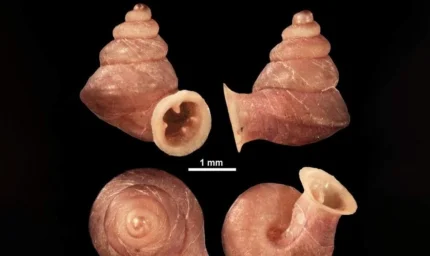 Salyangoza Picasso Adı Verilen 3 mmlik Sanatçı