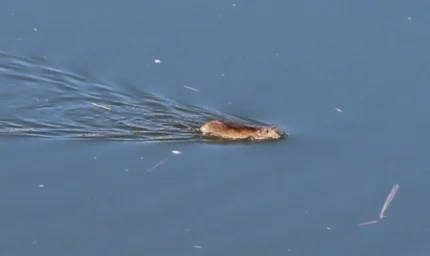 Çinli Bilim Insanları Diyarbakıra Göç Etmişti