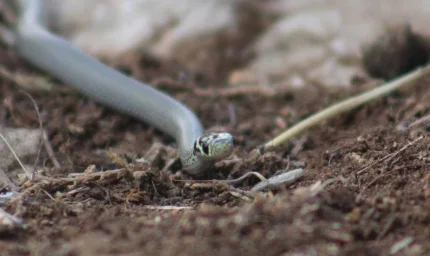 Dünyanın En Hızlı Yılanı 40 Km Hıza Uçuyor