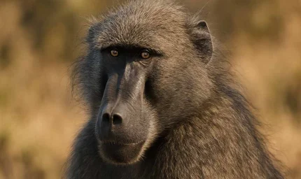 Babunların tek sıra halinde seyahat etmelerinin çok özel bir nedeni var