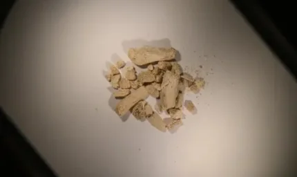 Avrupa arktik bölgesinde bir ilk: 46 farklı türe ait kalıntılar bulundu