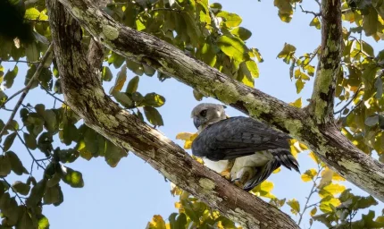 Pençeleri boz ayı kadar, gücüyle maymunları avlıyor: Nesli tükendi sanılan 'canavar' 20 yıl sonra geri döndü