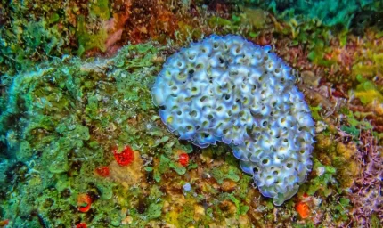 Doğanın en zeki 'hırsızı'... Yediği avın yeteneklerini çalıyor