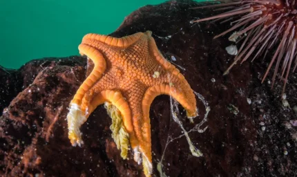 Milyarlarcasını eridi! O gizemli hastalığın faili bulundu