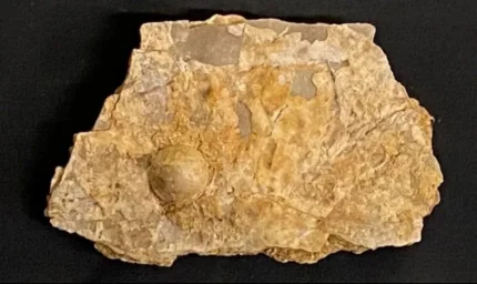 Turist 100 milyon yıllık dev fosil inci buldu