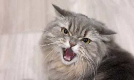 Kedilerin dillere destan özelliği, İHA'lara ilham oldu