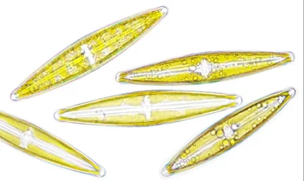 Denizleri saran esrarengiz parıltıların sebebi ortaya çıktı