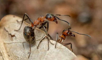Karıncaların güçlerini 2 katına çıkarmak için kullandıkları şaşırtıcı takım çalışması hilesi: 'Kuvvet mandalı'