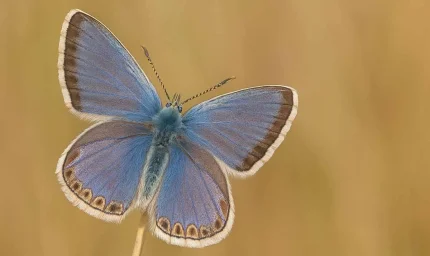 Bu küçük kelebek büyük bir genetik sırrı saklıyor