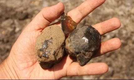 112 milyon yıllık kehribarda büyük buluş: Bir ilk oldu