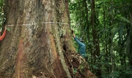 Değişen havalar dengeyi bozdu: Dev gibi oldular, büyümesi durmuyor