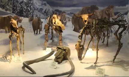 75 bin yıllık mağarada 46 farklı hayvan türünün kalıntıları bulundu