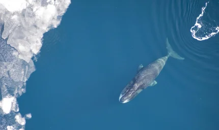 Kendi ömrünü uzatabilen canlı yaşlanma ve kanserin anahtarı olacak