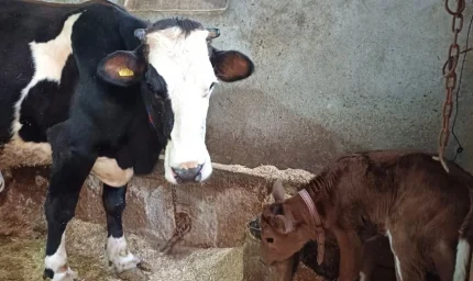 Hayvancılıkta devrim: Süt alerjisine karşı genleri susturulmuş buzağılar doğdu