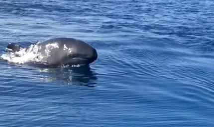 Balinaların dili çözüldü: Ne dedikleri artık anlaşılacak