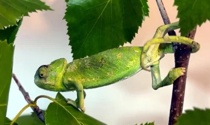Benzersiz canlı çözüldü: Telefon kablosu gibi çalışıyor