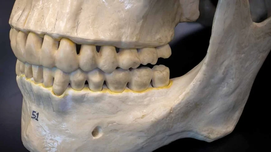 Tarih kitapları değişiyor! 2 milyon yıllık diş minesindeki 'protein', kuzenlerimiz hakkında bildiğimiz her şeyi altüst etti