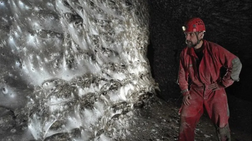 Dünyanın en büyük örümcek ağı bulundu: 111 bin böcek aynı yerde yaşıyor