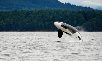 Katil balinalar ve yunuslar arasında şaşırtıcı işbirliği