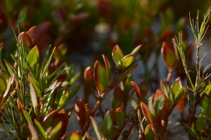 Yıllardır kullanılıyordu, etkisini bilim de kanıtlandı