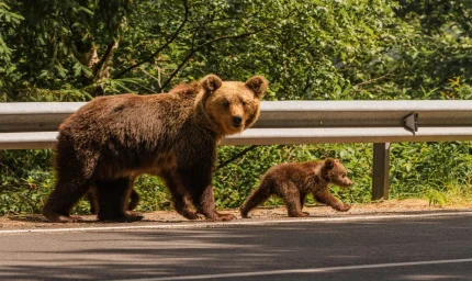 İnsanlar yaklaştıkça ayılar değişti: 3 bin yıllık değişim