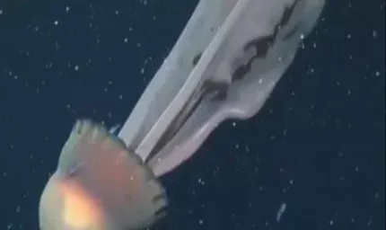 Bilim insanları şaşkın: Dev deniz anası görüntülendi