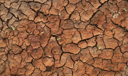 Kuraklığa karşı 'kök' hamlesi