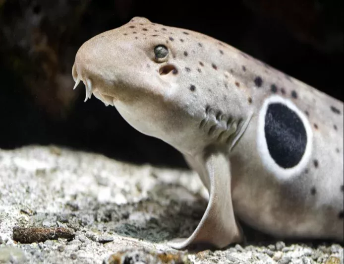 Yürüyen köpekbalığı bir kez daha şaşırttı: Neredeyse hiç enerji harcamıyor