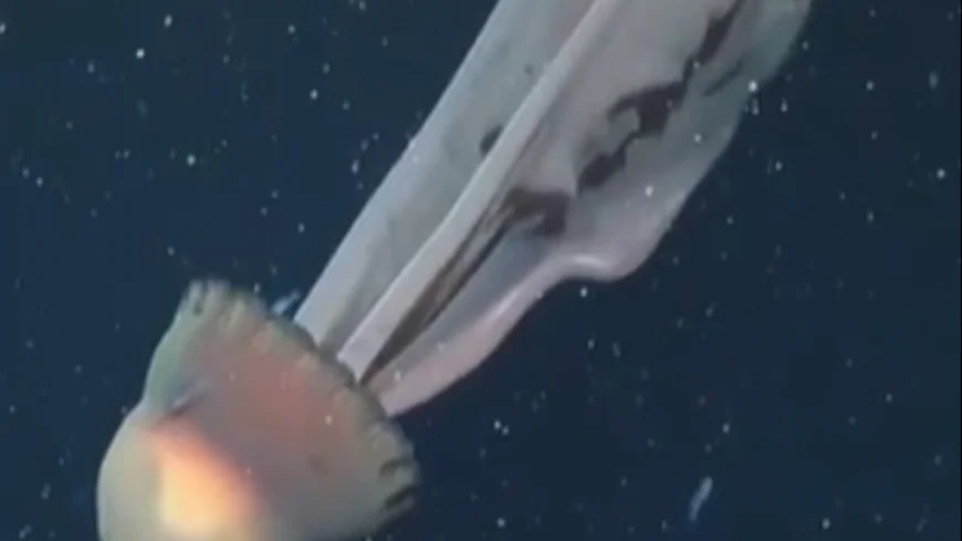 Bilim insanları şaşkın: Dev deniz anası görüntülendi